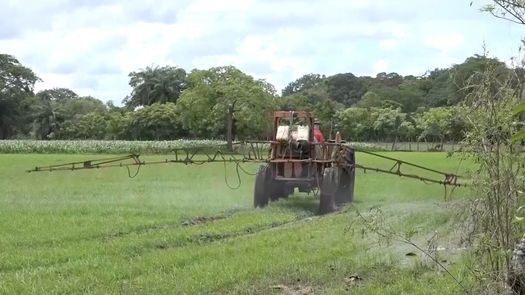 El Mida anunció un aumento en cuanto al hectareaje de producción de arroz a nivel nacional para el año 2023 en Chiriquí.