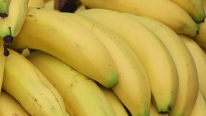 Bananas dominan el comercio de exportación agrícola de Panamá