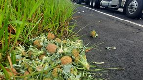 Productores de diversos rubros de Chiriquí piden al gobierno terminar con los cierres en la carretera interamericana, debido a que la situación se ha vuelto insostenible.