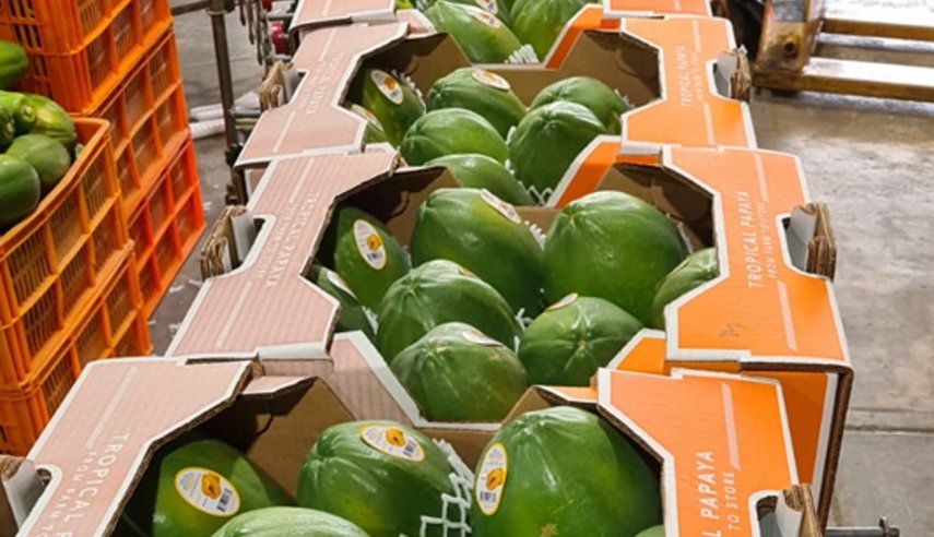 Panafruit S.A cuenta con 20 años de experiencia en el mercado de la papaya y