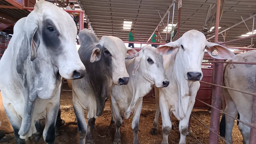 En la segunda entrega de este año, pequeños ganaderos santeños recibieron 90 sementales de alta genética del Gobierno Nacional, por un valor aproximado de 247,500 balboas. En la segunda entrega de este año, pequeños ganaderos santeños recibieron 90 sementales de alta genética del Gobierno Nacional, por un valor aproximado de 247,500 balboas.