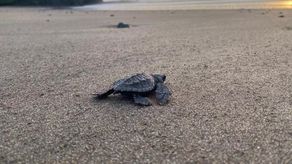 Más de 31 mil neonatos de tortugas realizaron su carrera de vida al mar