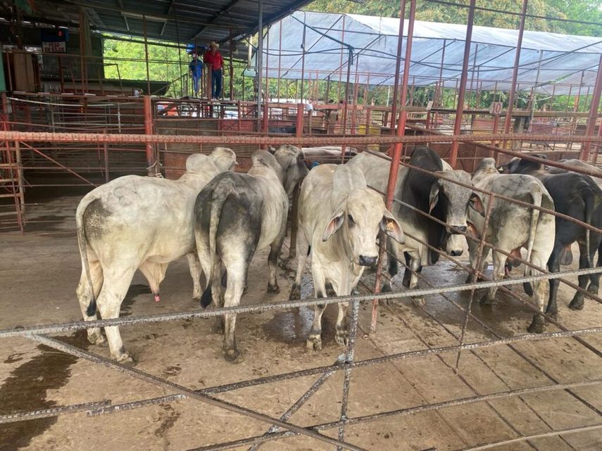 Las autoridades sanitarias de Panamá informaron este martes que detectaron dos casos del gusano barrenador en humanos, una mujer de 94 años y una menor de edad que ya están estables recuperándose en sus hogares. Las autoridades sanitarias de Panamá informaron este martes que detectaron dos casos del gusano barrenador en humanos, una mujer de 94 años y una menor de edad que ya están estables recuperándose en sus hogares. 