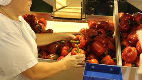 MIDA impulsa programa que vela por la calidad de vegetales y granos de mayor consumo