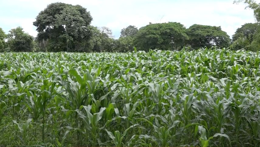 Productores de Chiriquí afirman que ya no es viable la siembra de maíz y sorgo por el clima.