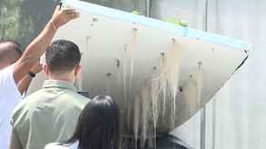 IDIAP busca siembra masiva de papa con aeroponía en Chiriquí