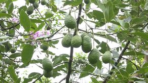 Productores de aguacate en Tierras Altas se reunieron con expertos en el rubro, que aseguraron que es necesario implementar nuevas técnicas y tecnologías que permitan mejorar la calidad de la producción para exportación.