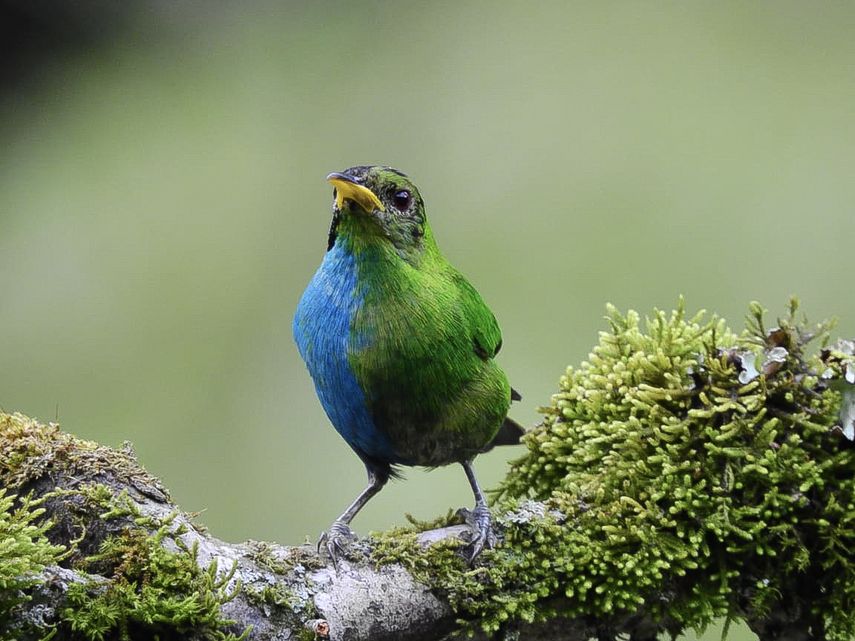  El ave fue avistada en la Reserva Demostrativa Don Miguel, en Villamaría, un municipio del departamento de Caldas, en la región centro-norte de Colombia. El ave fue avistada en la Reserva Demostrativa Don Miguel, en Villamaría, un municipio del departamento de Caldas, en la región centro-norte de Colombia.