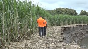 En Alanje hay preocupación por productores y residentes de la zona, a causa de las recientes lluvias.