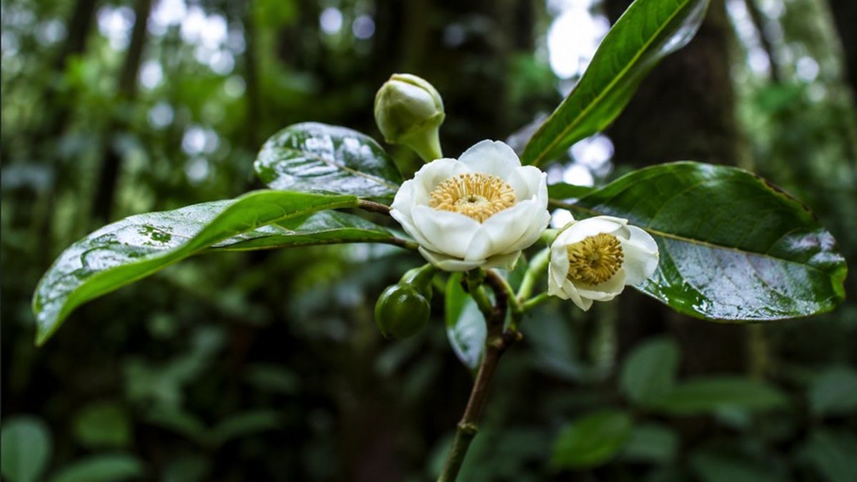 Una investigación liderada por científicos de la Universidad de Panamá permitió identificar y describir formalmente tres nuevas especies de árboles del género Scottmoria, encontradas en bosques nubosos tropicales de Veraguas y Darién. Una investigación liderada por científicos de la Universidad de Panamá permitió identificar y describir formalmente tres nuevas especies de árboles del género Scottmoria, encontradas en bosques nubosos tropicales de Veraguas y Darién.