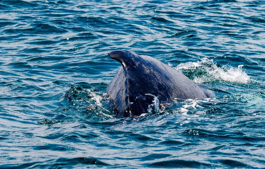 Ballenas y delfines llegan para adornar los mares panameños
