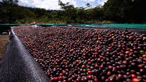 Café Geisha de Panamá rompe barreras en subasta 2022