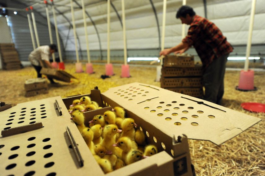 Francia sacrificará millones de animales por gripe aviar