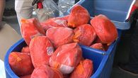 Panamá importará un volumen adicional máximo de 1,500 toneladas métricas de jamón. Panamá importará un volumen adicional máximo de 1,500 toneladas métricas de jamón.