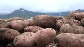 En la actividad educativa y técnica participan más de 300 productores de diversas regiones de la provincia de Chiriquí.