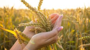 Panamá: Diversificar el agro es clave para la seguridad alimentaria