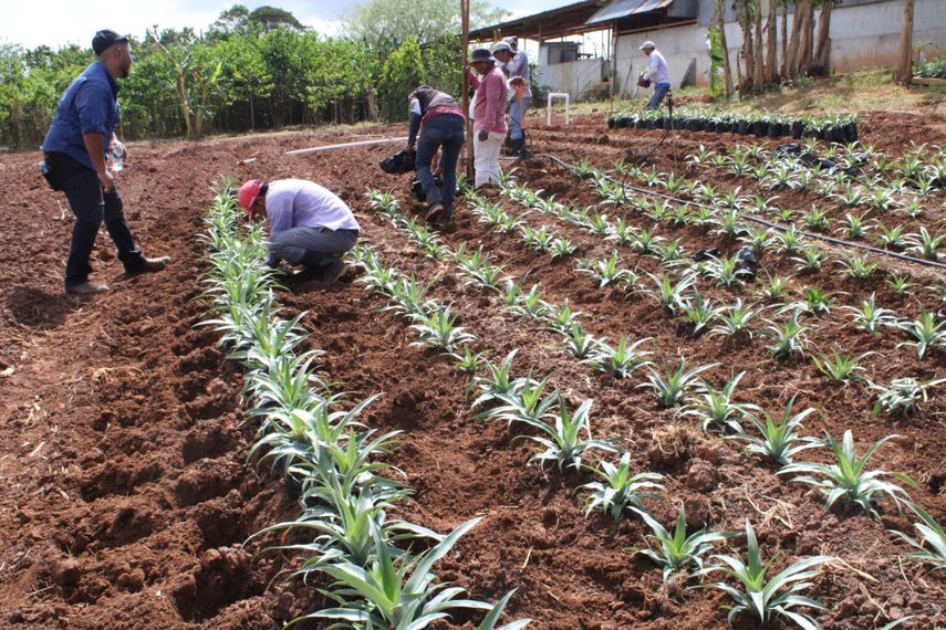 Panamá impulsa la modernización de la producción de piña con cultivo in vitro. Panamá impulsa la modernización de la producción de piña con cultivo in vitro.