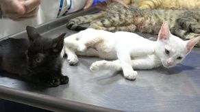 Este miércoles estudiantes de la Universidad ISAE realizaron una jornada educativa con jueces de paz y estamentos de seguridad en el distrito de David en busca de fortalecer la ejecución y cumplimiento de la ley 70.