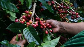 La Cosecha 2025: Panamá celebra un año más de producir el mejor café del mundo