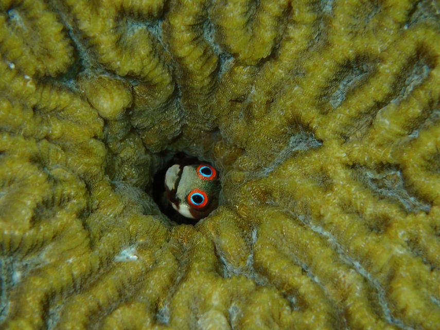 El análisis de la “caja negra” de peces fosilizados en dos arrecifes de coral del Caribe, en Panamá y la República Dominicana, ha evidenciado el declive actual de la biodiversidad en estos ecosistemas, donde la cadena trófica se ha reducido en un 70% respecto a tiempos prehistóricos.