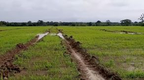Los productores del agro afirman que uno de los rubros más afectados han sido las cucurbitáceas como el pepino, melón, sandía, incluso el arroz que es un cultivo de mucha agua pero si caen lluvias puede causar bajo rendimiento.