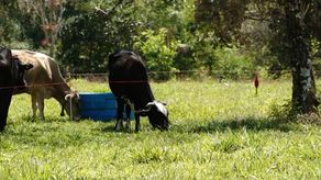 Para los ganaderos de Chiriquí, la falta de reactivos para las pruebas se da por mala planeación por parte del Mida.