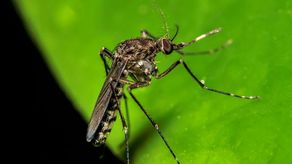 Minsa alerta sobre propagación del virus Oropouche en siete regiones del país