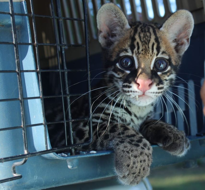 ONU advierte sobre riesgo de nuevas enfermedades por comercio ilegal de fauna salvaje.