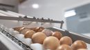 Panamá sigue diversificando su oferta exportable con el fortalecimiento del sector avícola. La empresa agroindustrial Granja Emita, ubicada en Panamá Oeste, realizó su tercera exportación de huevos, enviando un contenedor con 931 cajas hacia el Caribe. Panamá sigue diversificando su oferta exportable con el fortalecimiento del sector avícola. La empresa agroindustrial Granja Emita, ubicada en Panamá Oeste, realizó su tercera exportación de huevos, enviando un contenedor con 931 cajas hacia el Caribe.