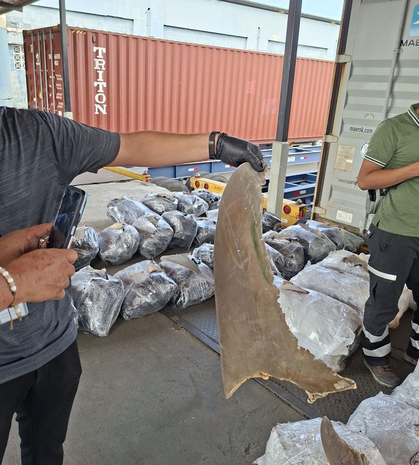 Retienen en Puerto de Manzanillo contenedor con 109 sacos de aletas de tiburón con destino a Malasia