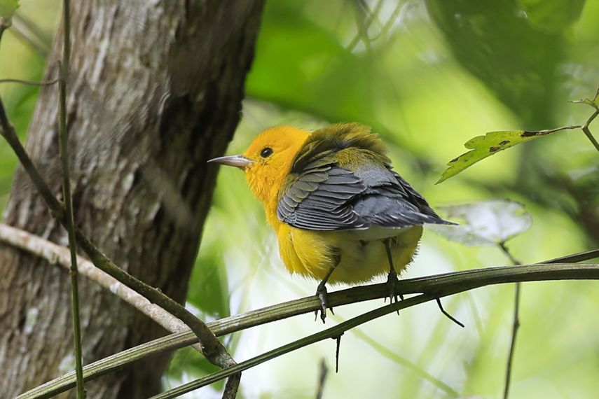 ONU revisa en Panamá el avance del Marco Global de Biodiversidad de cara a la COP17