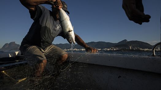 Tiburones en peligro de extinción a causa de pesca excesiva