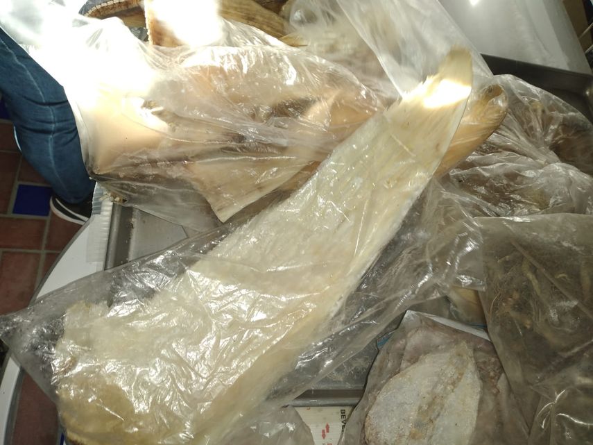 En Europa el kilo de aletas de Tiburón tienen un costo de aproximadamente 100 a 120 Euros, reveló la Policía Nacional. En Europa el kilo de aletas de Tiburón tienen un costo de aproximadamente 100 a 120 Euros, reveló la Policía Nacional.