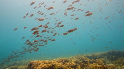 MiAmbiente: Nuevo plan de manejo para el área protegida de la Cordillera de Coiba. Foto: https://stri.si.edu