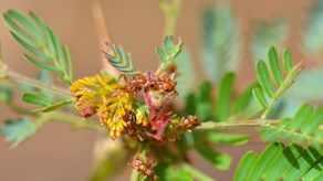 Una planta en Panamá recompensa a sus hormigas defensoras