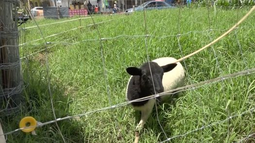 Unos 300 productores se dedican a la cría de ovejas en Chiriquí, según indicó el IDIAP.