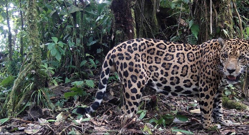 MiAmbiente: Avances en monitoreo de los jaguares en Panamá