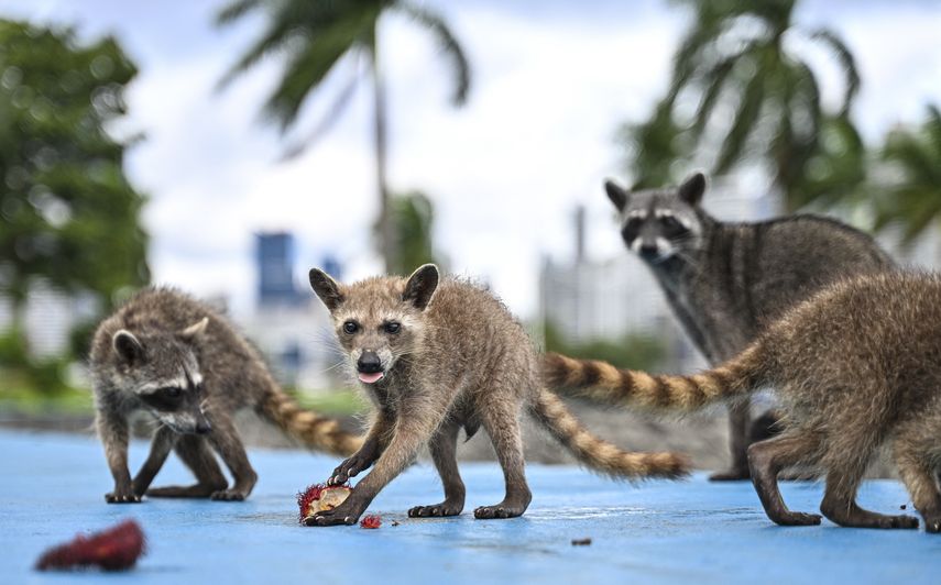Rescatan una veintena de ejemplares de animales salvajes en Panamá