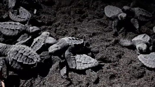 MiAmbiente libera neonatos de tortugas en playa La Barqueta