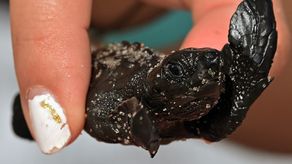 El peligroso camino de las tortugas recién nacidas en Panamá