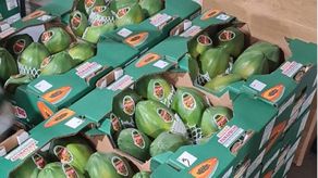 Panamá presente en Fruit Logística 2022