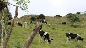 Ganaderos buscan mejorar producción de leche