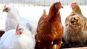 Países Bajos sacrifica 300.000 pollos tras brote de gripe aviar