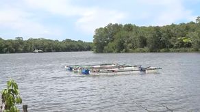 Pescadores de Pedregal comenzarán con la siembra de peces, una técnica que utiliza palos y tanques de plástico que llevan una malla por debajo que funcionan como jaulas para la cría.