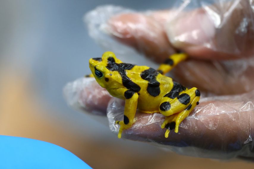 Más cerca del regreso de la casi extinta rana dorada a su hábitat natural en Panamá