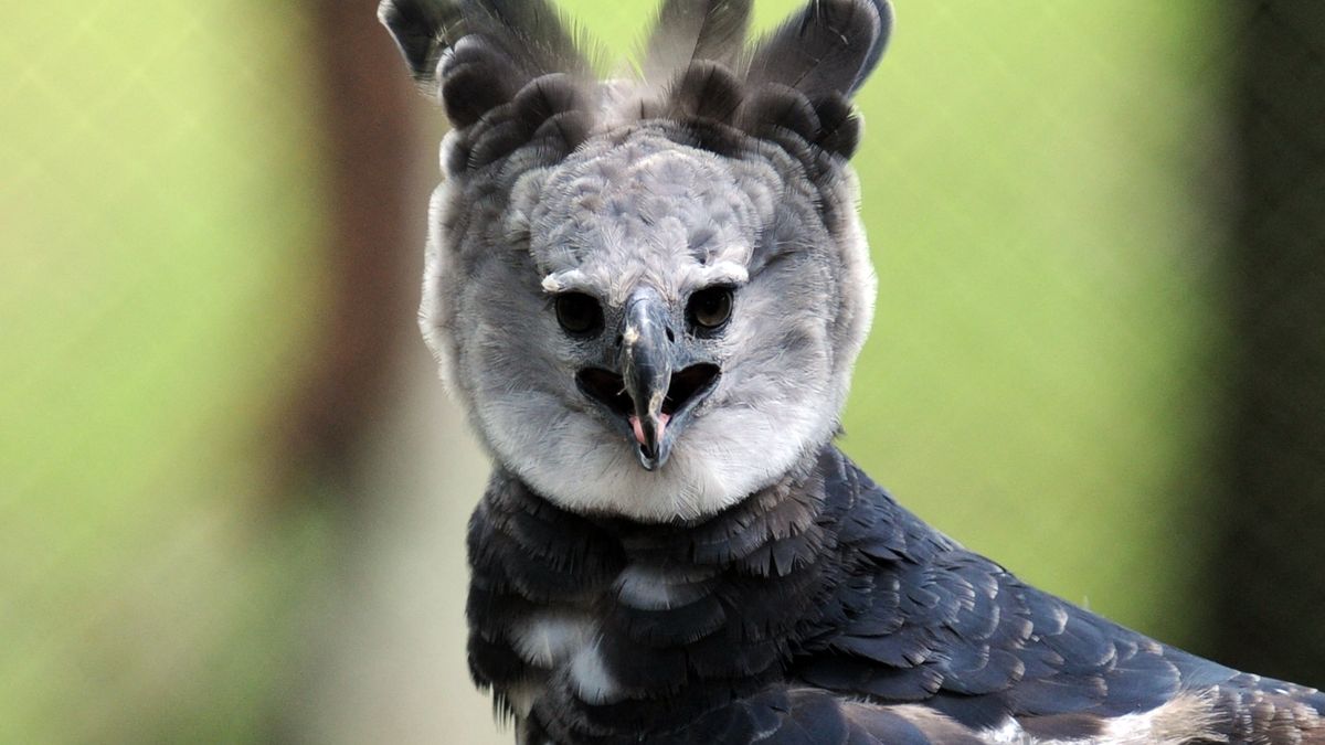 Panamá celebra este 10 de abril el Día del Águila Harpía