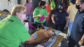 El&nbsp; Consejo Consultivo de Bienestar Animal en Chiriquí busca la concienciación y enviar mensajes principalmente a los niños, sobre cómo cuidar a sus mascotas.