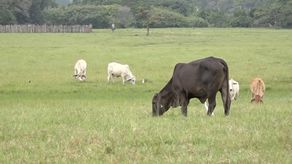 En el acto organizado por el IDIAP; dirigido al sector ganadero se realizó transferencia genética en las razas de bovino criollo, Beefmaster, Santa Gertrudis y Gyr.