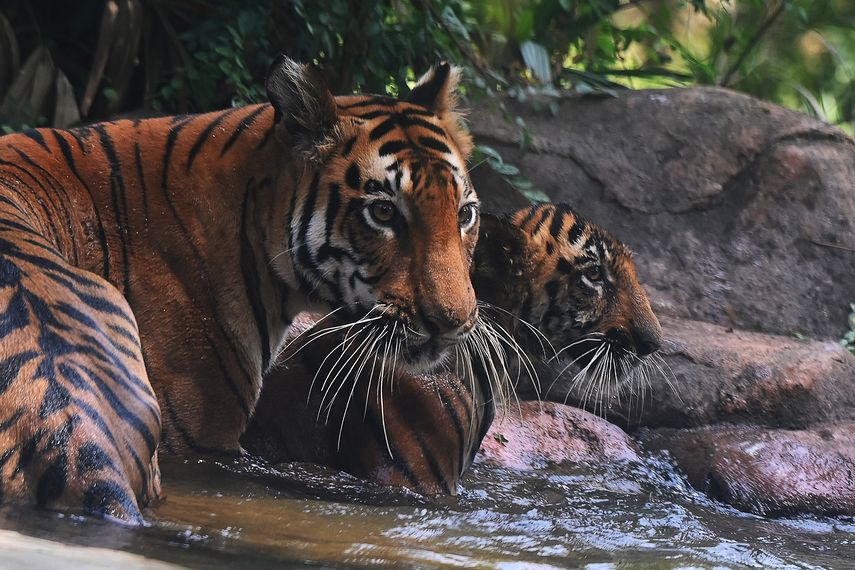 Tigres ayudan a reducir deforestación en India