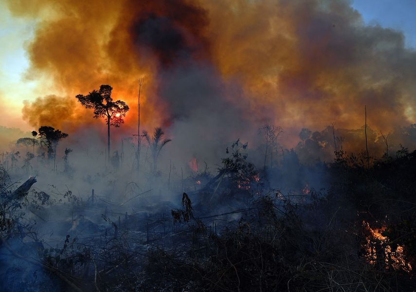 La Tierra pierde selva equivalente a un campo de fútbol